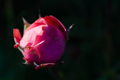 特写摄影中的粉红花蕾